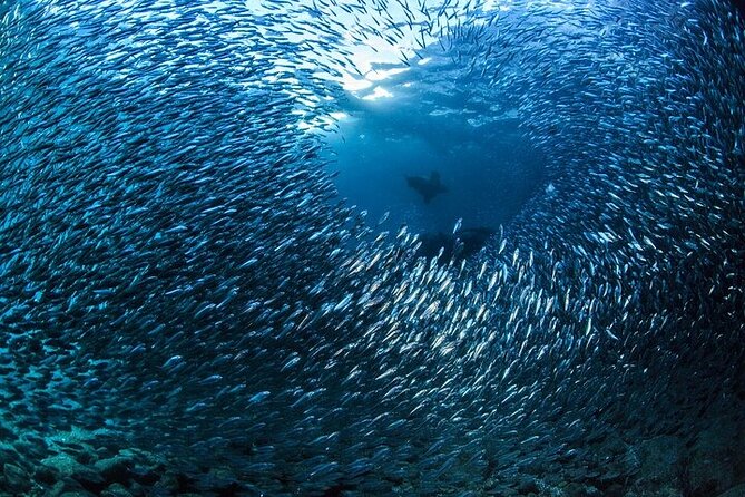 Los Cabos 1 tank dive to Land’s End (Certified Divers) - Gear, extra costs, and the real price