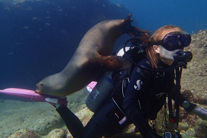 Los Cabos 2 tanks dive to The Corridor (Certified divers) - Equipment, extra fees, and the real price