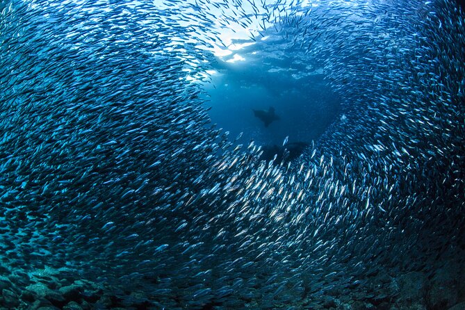 Los Cabos 2 tanks dive to The Corridor (Certified divers) - Leaving Marina Cabo San Lucas