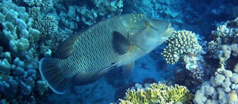 Los Cabos: 3-Hour Introductory Scuba Diving Adventure - Key points for your Cabo scuba session