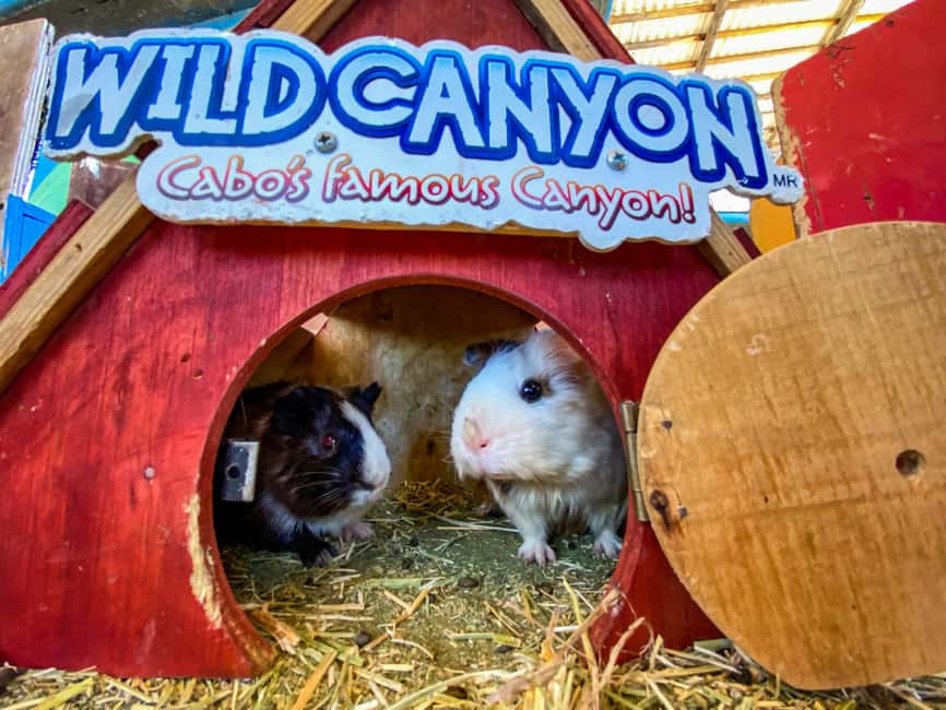 Los Cabos: Animal Encounter & Aqua Park Adventure - What to bring and what stays behind