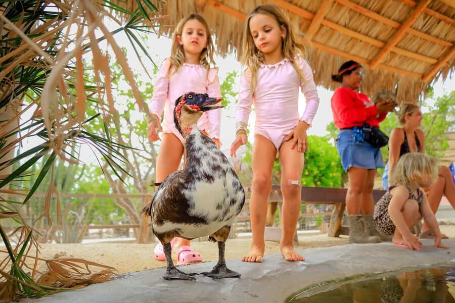 Los Cabos: Animal Encounter & Aqua Park Adventure - The camel stop is the most memorable animal moment