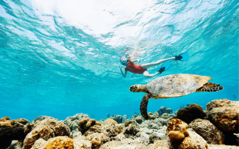 los cabos arch tour & drinks +snorkel tour - Who will get the most from this tour