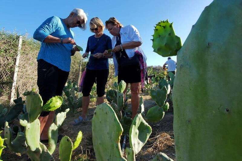 Los Cabos: Azteca Cactus Taco Farm to Table Cooking Class - Key Points to Know