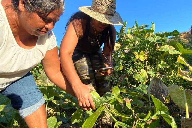 Los Cabos: Azteca Cactus Taco Farm to Table Cooking Class - Harvesting Nopal, the Prickly Star of the Meal