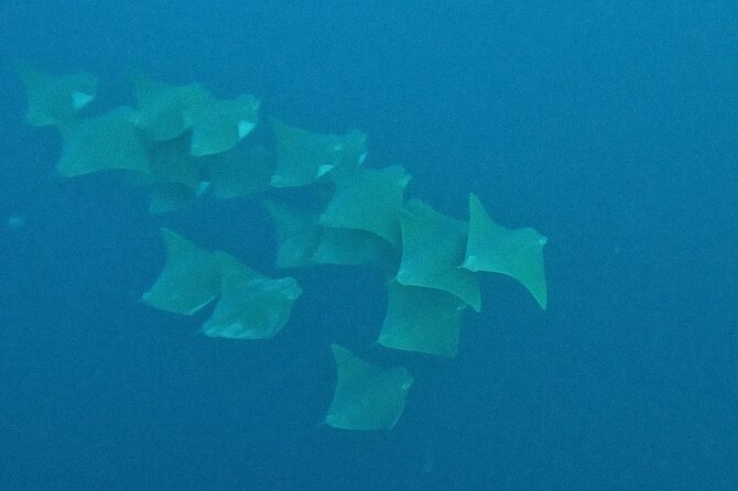 Los Cabos Beginner Scuba Dive Experience - Underwater sights and the limits of a three-hour trip