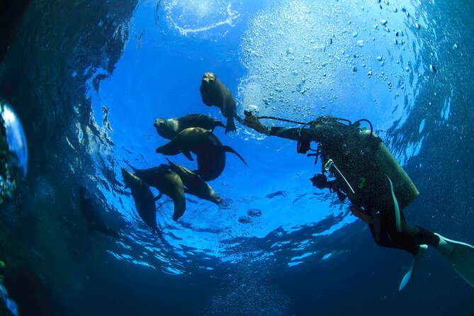 Los Cabos Beginner Scuba Dive Experience - Who should book this Cabo scuba outing