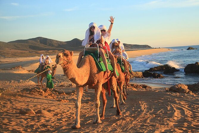 Los Cabos Camel Ride Adventure On The Beach - A camel ride where the desert meets the Pacific