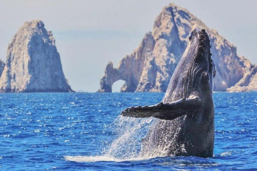 Los Cabos: Catamaran Whale Watching Cruise - Why this Cabo cruise is about more than the Arch