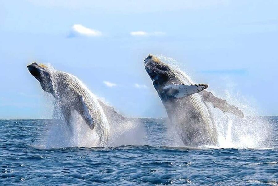Los Cabos: Catamaran Whale Watching Cruise - Watching gray, humpback, and blue whales