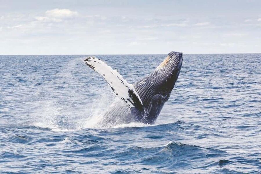 Los Cabos: Catamaran Whale Watching Cruise - Food, snacks, and the domestic open bar