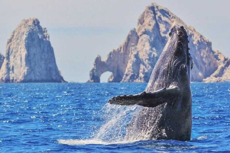 Los Cabos: Catamaran Whale Watching Cruise - A practical plan for the day
