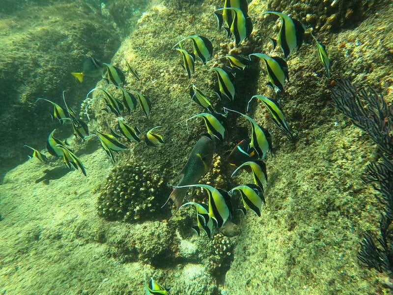 Los Cabos: Kayak to The Arch & Snorkel + Transport & Photos - Pelican Rock and the snorkeling stop