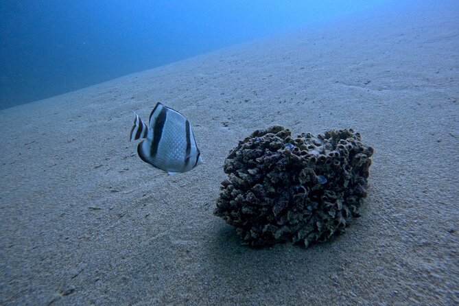 Los Cabos Open Water Diver Course - What the $555 price really covers