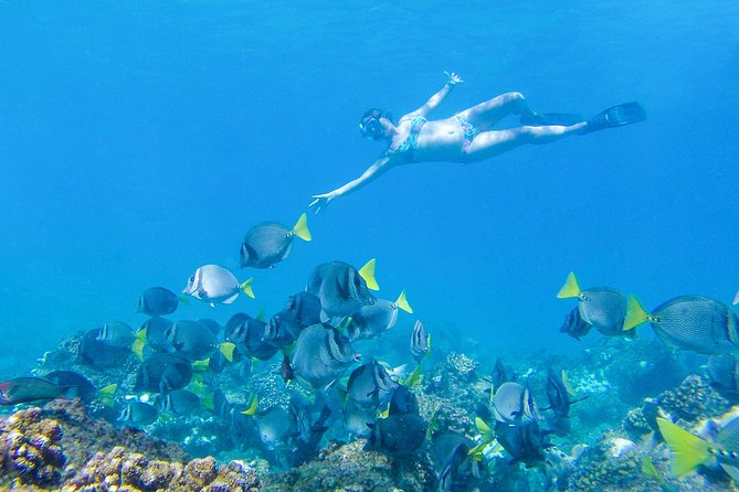 Los Cabos Power snorkel Adventure, Kayaking and Stand-Up Paddle - Marine life is possible, not promised