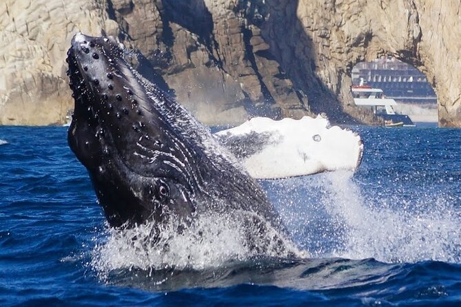 Los Cabos Private Yacht Whale Watching & Drinks - Up to 18 Guests - Crew service and the human side of the trip