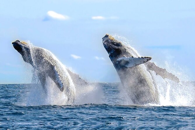 Los Cabos Private Yacht Whale Watching & Drinks - Up to 18 Guests - Price, group size, and overall value