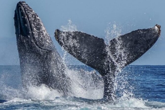 Los Cabos Private Yacht Whale Watching & Drinks - Up to 18 Guests - Who will enjoy this Cabo boat trip most