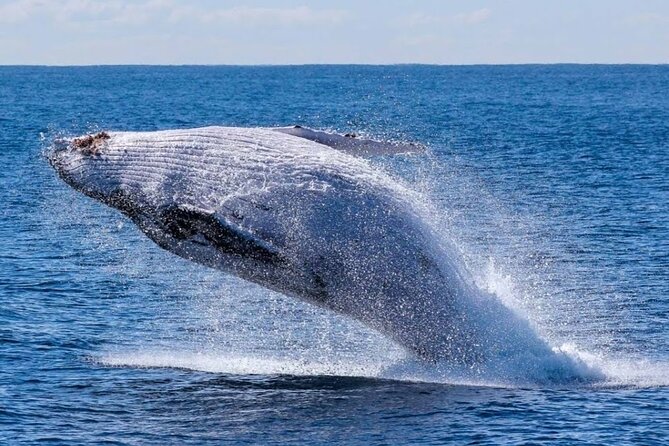 Los Cabos Private Yacht Whale Watching & Drinks - Up to 18 Guests - Should you book the private Cabo yacht?