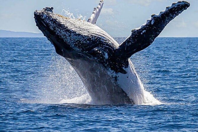 Los Cabos Private Yacht Whale Watching & Drinks - Up to 18 Guests - Swimming, snorkeling, and the water toys