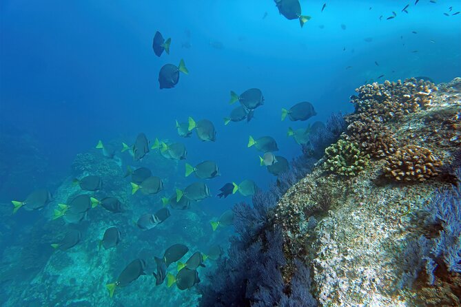 Los Cabos Snorkeling Tour by Speed Boat with Photos Included - The Arch, Lands End, and Lovers Beach