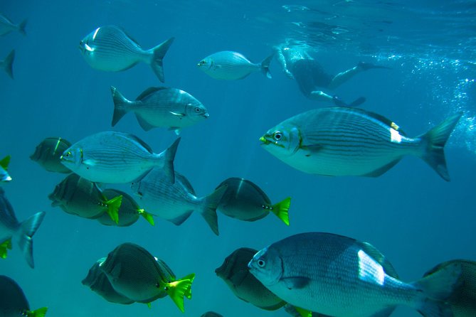 Los Cabos Snorkeling Tour to Chileno Bay and Santa Maria Cove - What this Cabo snorkeling tour is really like