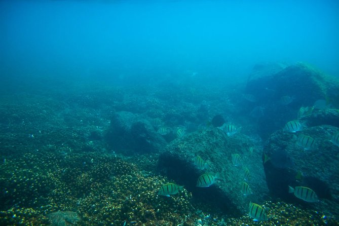 Los Cabos Snorkeling Tour to Chileno Bay and Santa Maria Cove - What is included for $95
