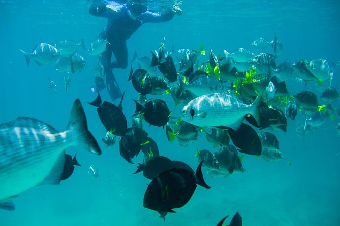 Los Cabos Snorkeling Tour to Chileno Bay and Santa Maria Cove - The shore-entry format is a strength, not a missing feature