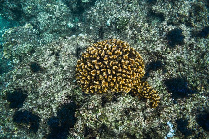 Los Cabos Snorkeling Tour to Chileno Bay and Santa Maria Cove - Conditions, water temperature, and what to pack