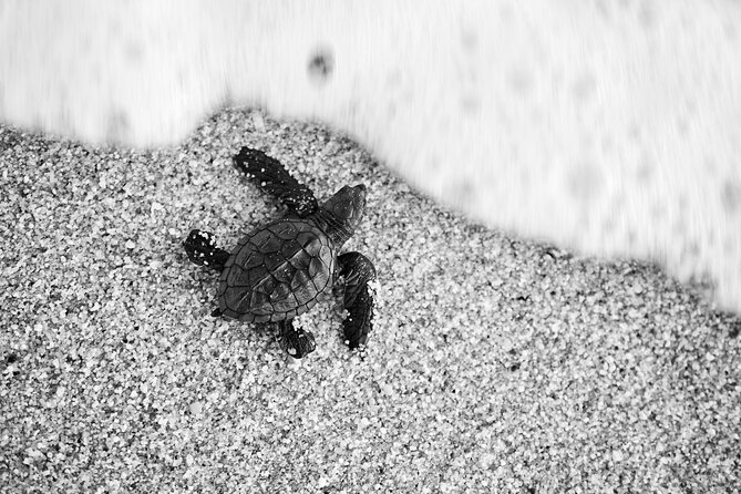 Los Cabos turtle release conservation program - Key points to know before you book