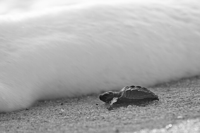 Los Cabos turtle release conservation program - Why this turtle release feels different from a standard Cabo excursion