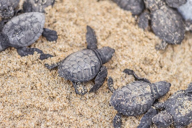 Los Cabos turtle release conservation program - The sunset is beautiful, but the turtle comes first