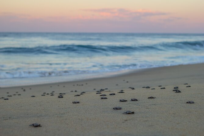 Los Cabos turtle release conservation program - The biggest risk is a cancellation without turtles