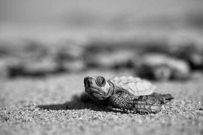 Los Cabos turtle release conservation program - Who will enjoy this most