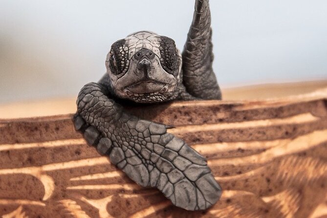 Los Cabos turtle release conservation program - Rancho Carisuva introduces the conservation work