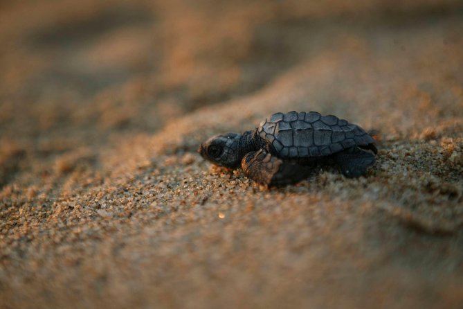 Los Cabos Turtle Release Eco-Experience - Key details before you book