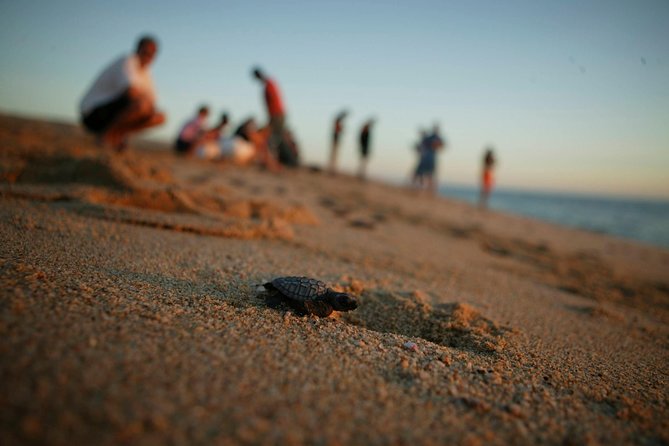 Los Cabos Turtle Release Eco-Experience - What the conservation lesson adds