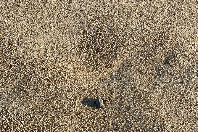 Los Cabos Turtle Release Eco-Experience - A small group, with a public beach audience