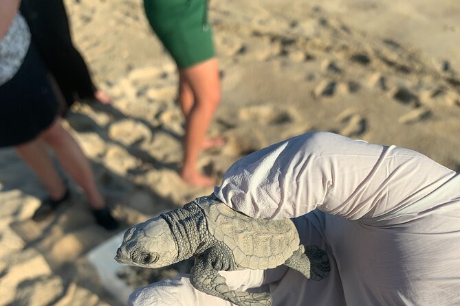 Los Cabos Turtle Release Eco-Experience - Pickup, timing, and the value of $95