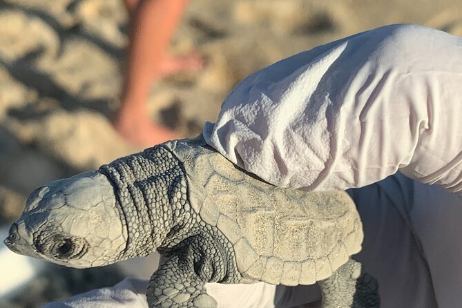 Los Cabos Turtle Release Eco-Experience - Weather and turtle availability can change the plan