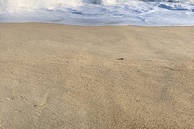 Los Cabos Turtle Release Eco-Experience - How the release feels in practice
