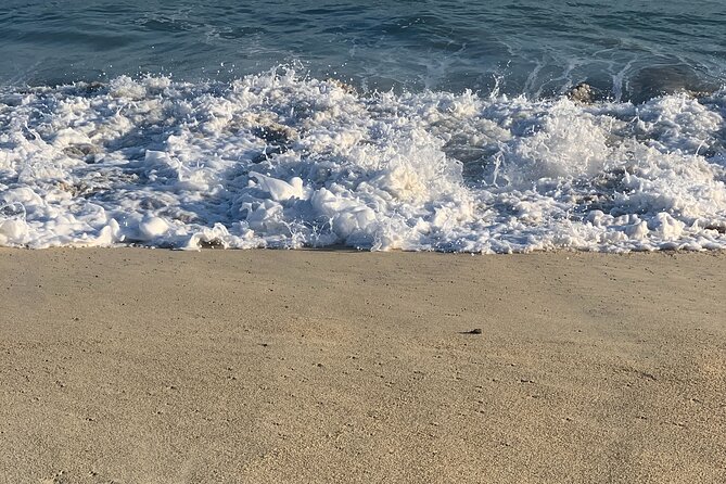 Los Cabos Turtle Release Eco-Experience - Who will enjoy this most