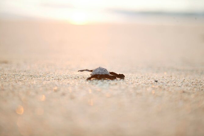 Los Cabos Turtle Release Eco-Experience - The beach is part of the challenge