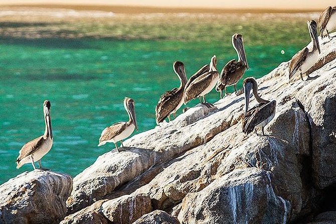 Los Cabos Whale Watching Cruise Including Breakfast - The whale-watching portion lasts about 90 minutes