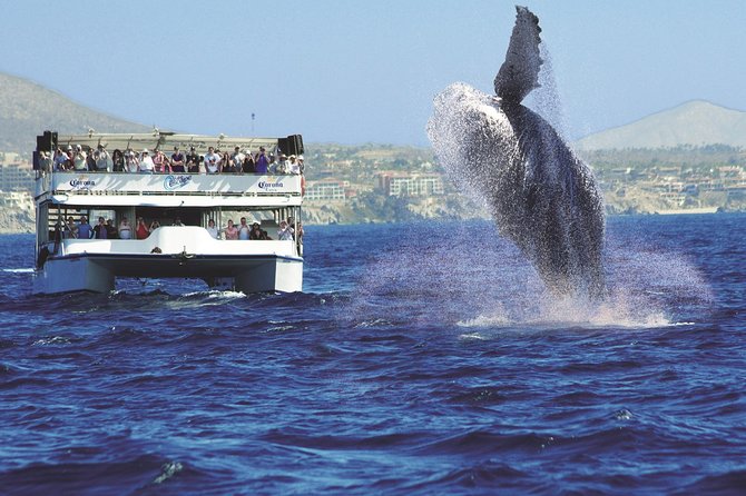 Los Cabos Whale Watching Cruise Including Breakfast - Understanding the $99 price