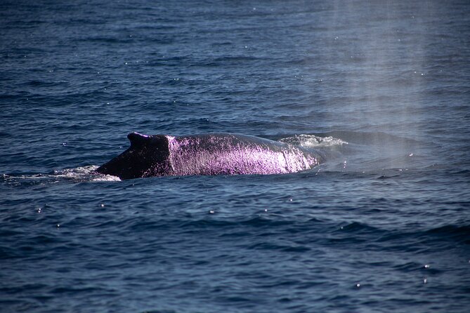 Los Cabos Whale Watching Cruise Including Breakfast - Who will enjoy this cruise most