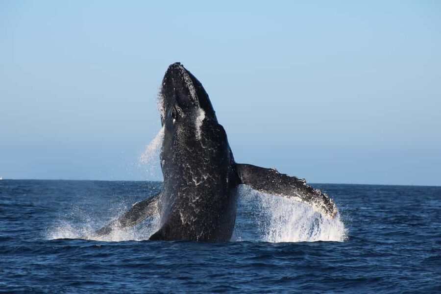 Los Cabos: Whale Watching Safari & Free time at Lovers Beach - Key points to know