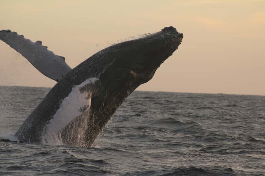 Los Cabos: Whale Watching Safari & Free time at Lovers Beach - Whale watching with Cabo’s coastline in the frame