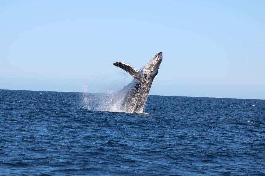Los Cabos: Whale Watching Safari & Free time at Lovers Beach - Balconcito Beach, Pelican Rock, and Lovers Beach
