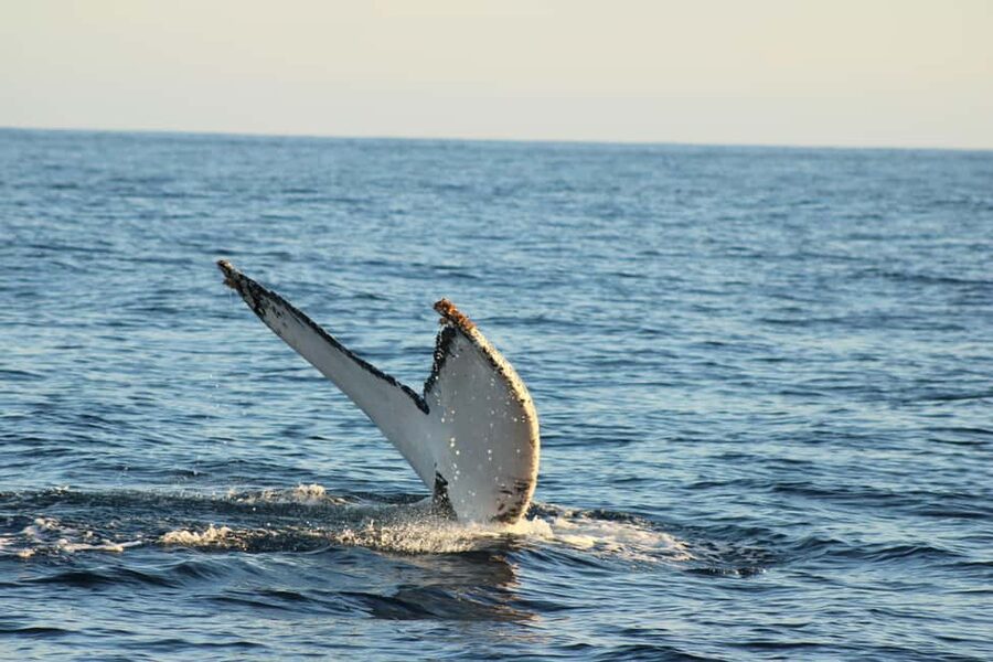 Los Cabos: Whale Watching Safari & Free time at Lovers Beach - A proper look at the Arch of Cabo San Lucas
